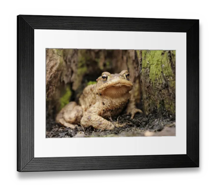 Framed Print : Common toad (Bufo bufo) on the forest floor in a lowland forest near Leipzig, Saxony, Germany, Europe Framed Print : Common toad (Bufo bufo) on the forest floor in a lowland forest near Leipzig, Saxony, Germany, Europe