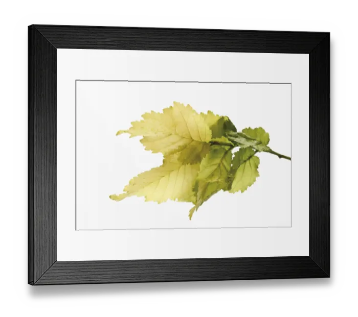 Framed Print : Golden Elm (Ulmus x hollandica Wredei ) Framed Print : Golden Elm (Ulmus x hollandica Wredei )