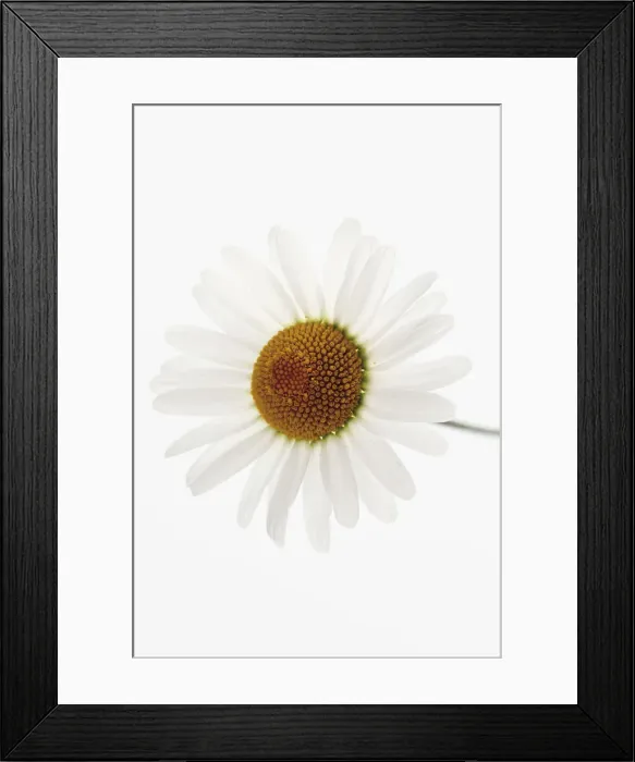 Framed Print : Oxeye Daisy (Leucanthemum vulgare) Framed Print : Oxeye Daisy (Leucanthemum vulgare)