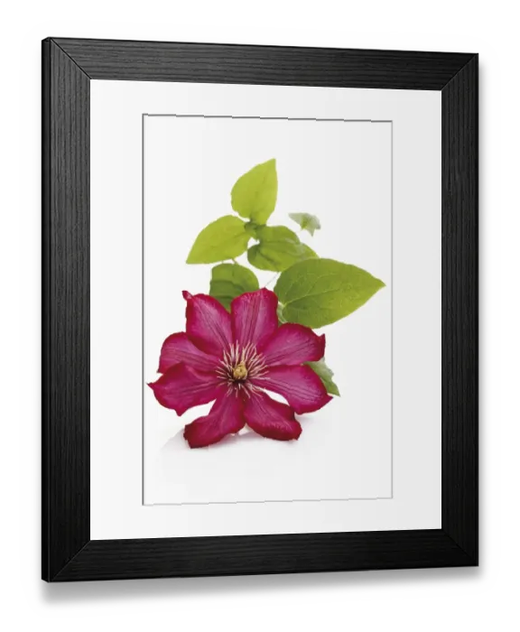 Framed Print : Clematis (Clematis) Framed Print : Clematis (Clematis)