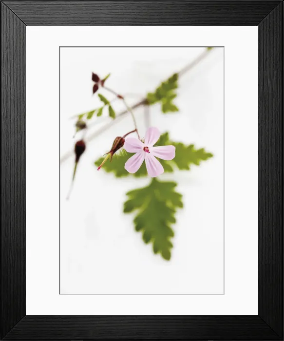 Framed Print : Herb Robert or Red Robin (Geranium robertianum) Framed Print : Herb Robert or Red Robin (Geranium robertianum)