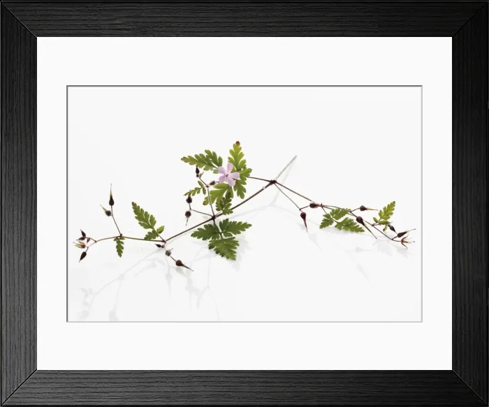 Framed Print : Herb Robert or Red Robin (Geranium robertianum) Framed Print : Herb Robert or Red Robin (Geranium robertianum)