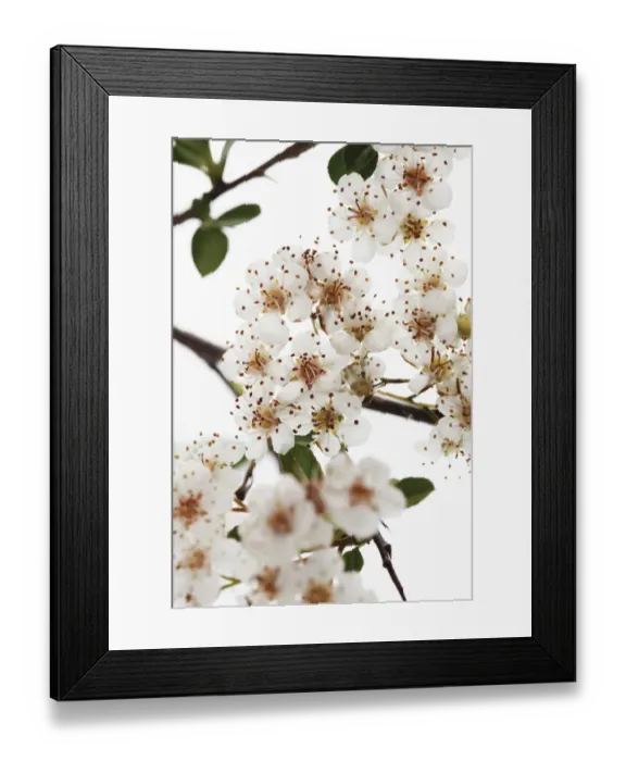Framed Print : Firethorn (Pyracantha) Framed Print : Firethorn (Pyracantha)