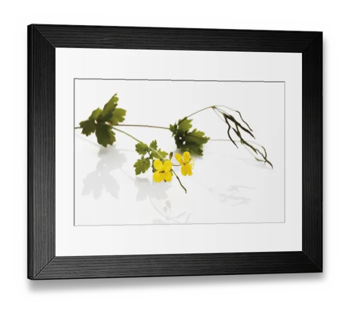 Framed Print : Greater Celandine or Tetterwort (Chelidonium majus), medicinal plant Framed Print : Greater Celandine or Tetterwort (Chelidonium majus), medicinal plant