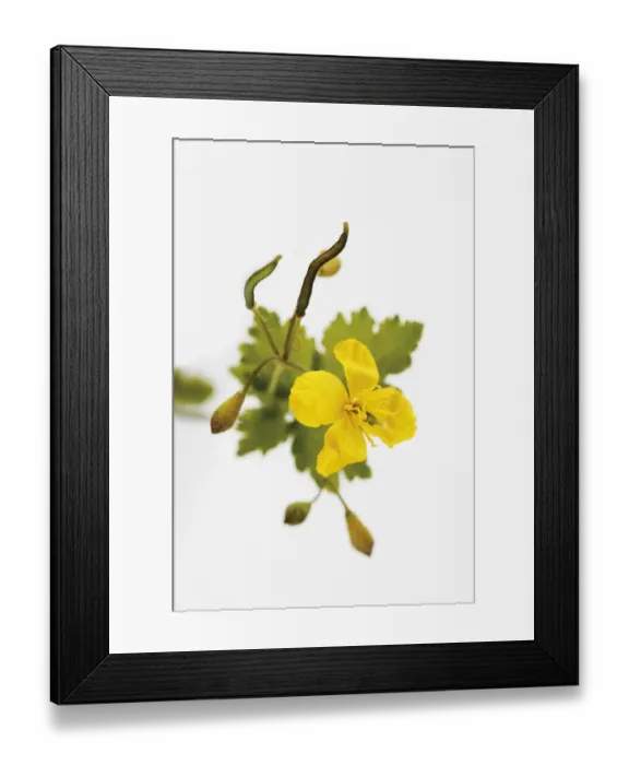 Framed Print : Greater Celandine or Tetterwort (Chelidonium majus), medicinal plant Framed Print : Greater Celandine or Tetterwort (Chelidonium majus), medicinal plant