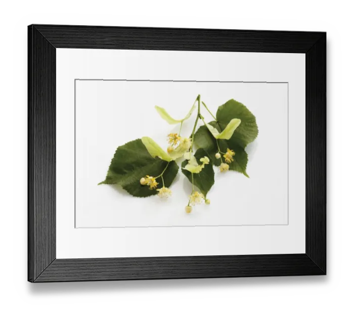 Framed Print : Lime or Linden (Tilia) leaves and flowers Framed Print : Lime or Linden (Tilia) leaves and flowers