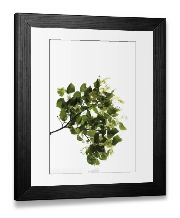 Framed Print : Lime or Linden (Tilia) leaves and seed heads Framed Print : Lime or Linden (Tilia) leaves and seed heads