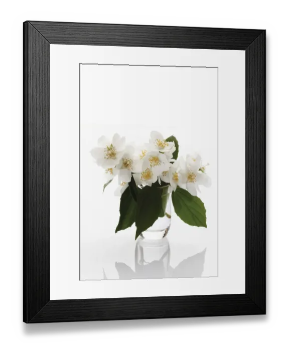 Framed Print : Sweet Mock-orange or English Dogwood (Philadelphus coronarius) Framed Print : Sweet Mock-orange or English Dogwood (Philadelphus coronarius)