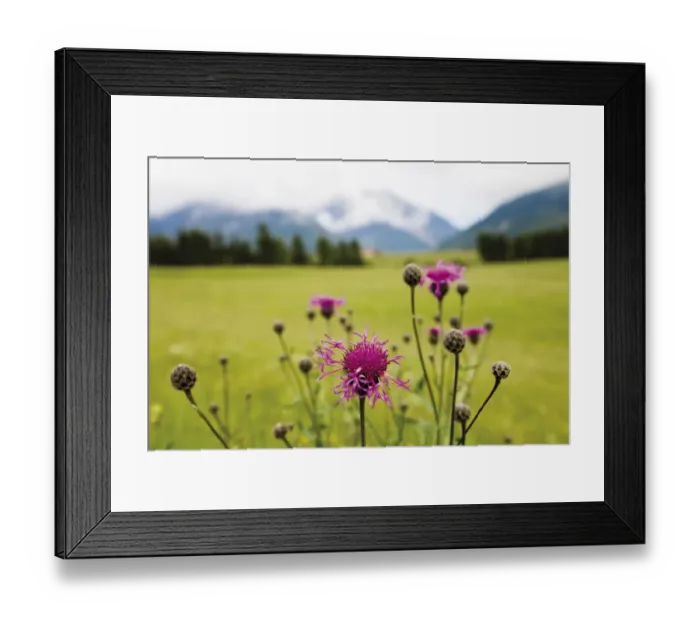Framed Print : Cornflower oder Bluebottle (Centaurea cyanus), Groeblalm mountain pastures near Mittenwald, Karwendelgebirge mountains, Werdenfelser Land area, Upper Bavaria, Bavaria, Germany, Europe Framed Print : Cornflower oder Bluebottle (Centaurea cyanus), Groeblalm mountain pastures near Mittenwald, Karwendelgebirge mountains, Werdenfelser Land area, Upper Bavaria, Bavaria, Germany, Europe