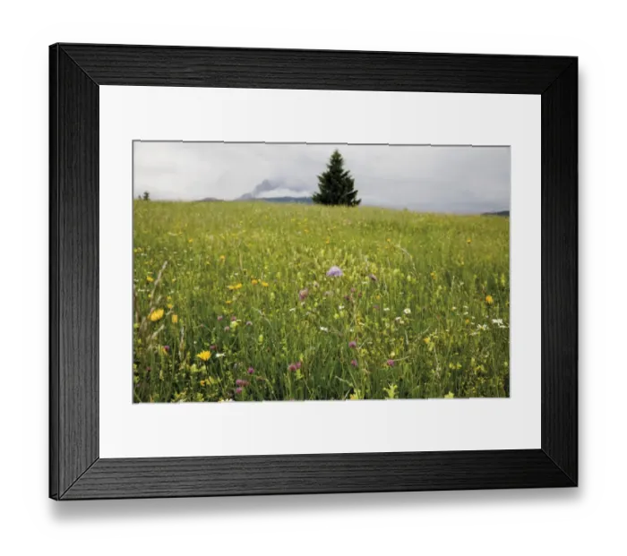Framed Print : Groeblalm mountain pasture with flowers near Mittenwald, Karwendelgebirge mountains, Werdenfelser Land area, Upper Bavaria, Bavaria, Germany, Europe Framed Print : Groeblalm mountain pasture with flowers near Mittenwald, Karwendelgebirge mountains, Werdenfelser Land area, Upper Bavaria, Bavaria, Germany, Europe