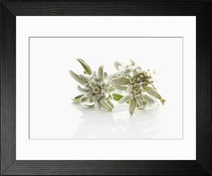 Framed Print : Edelweiss (Leontopodium alpinum nivale subsp. Alpinum Basionym Leontopodium) Framed Print : Edelweiss (Leontopodium alpinum nivale subsp. Alpinum Basionym Leontopodium)