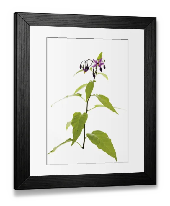 Framed Print : Bittersweet nightshade (Solanum dulcamara) Framed Print : Bittersweet nightshade (Solanum dulcamara)