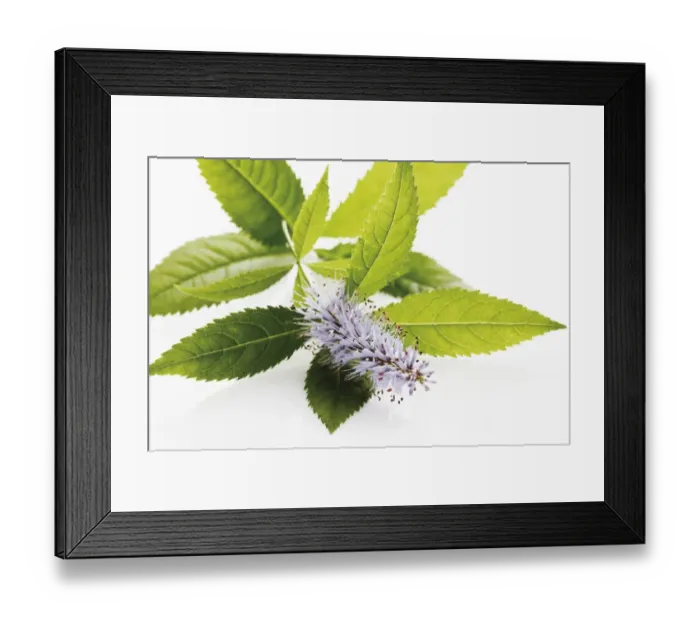 Framed Print : Speedwell (Veronica)