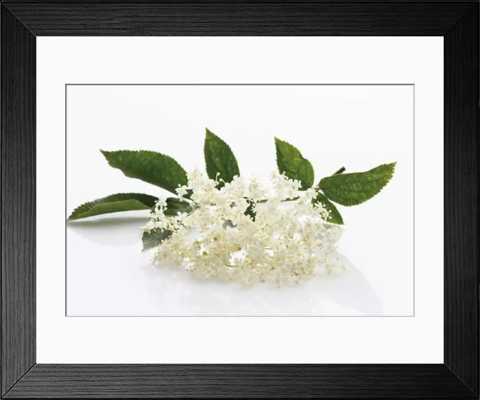 Framed Print : Elderberry (Sambucus) Framed Print : Elderberry (Sambucus)