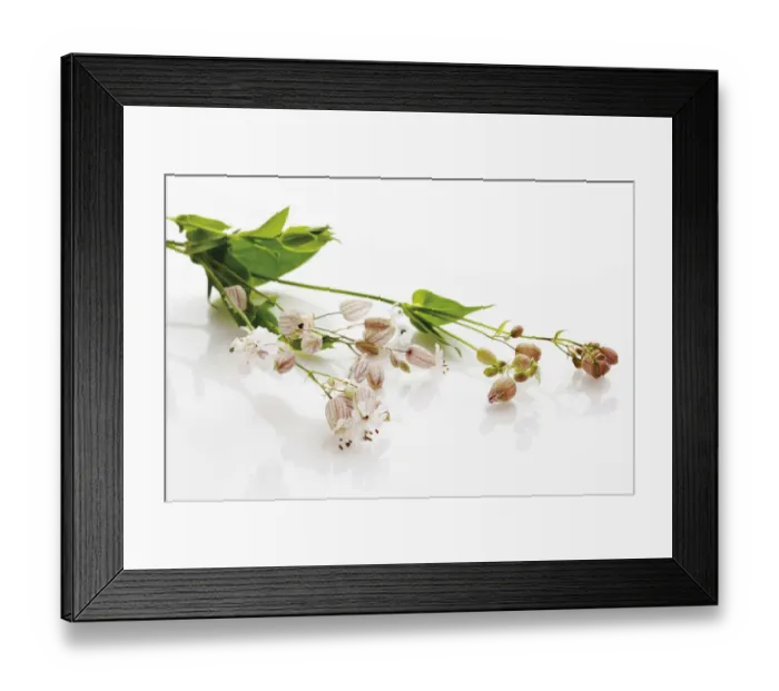 Framed Print : Bladder Campion (Silene vulgaris) Framed Print : Bladder Campion (Silene vulgaris)