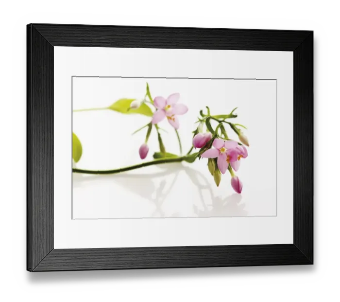 Framed Print : Centaury (Centaurium) Framed Print : Centaury (Centaurium)