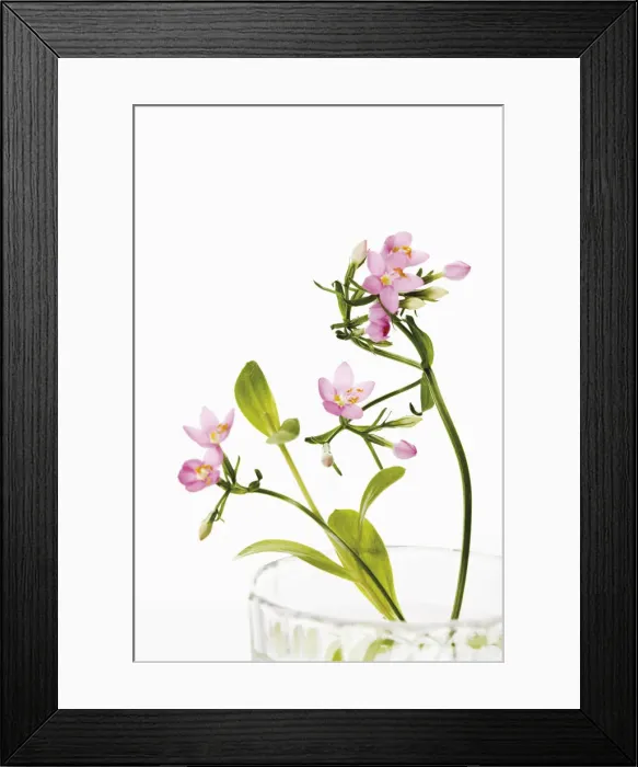Framed Print : Centaury (Centaurium)