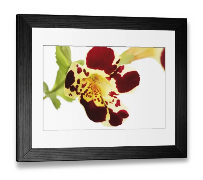 Framed Print : Tiger Monkey Flower (Mimulus tigrinus) Framed Print : Tiger Monkey Flower (Mimulus tigrinus)
