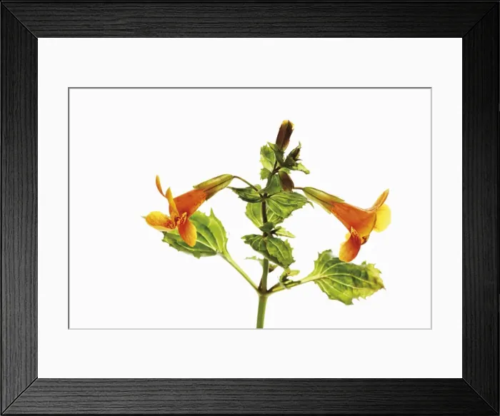 Framed Print : Common monkey-flower (Mimulus guttatus) Framed Print : Common monkey-flower (Mimulus guttatus)