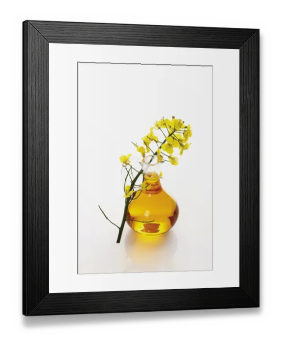 Framed Print : Bottle of fresh canola oil with rapeseed flowers Framed Print : Bottle of fresh canola oil with rapeseed flowers
