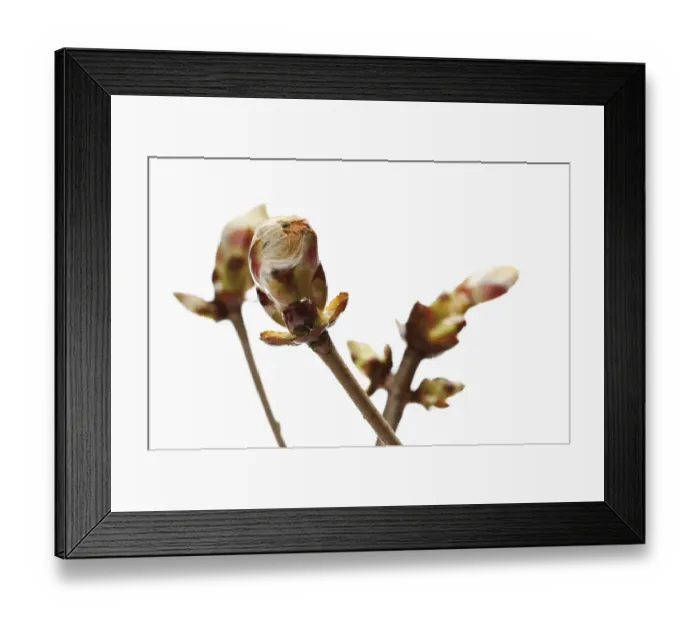 Framed Print : Horse chestnut (Aesculus hippocastanum) buds Framed Print : Horse chestnut (Aesculus hippocastanum) buds