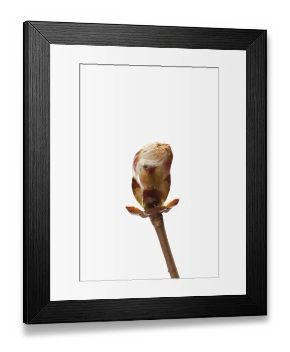 Framed Print : Horse chestnut (Aesculus hippocastanum) bud Framed Print : Horse chestnut (Aesculus hippocastanum) bud