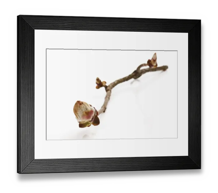 Framed Print : Horse chestnut (Aesculus hippocastanum) bud Framed Print : Horse chestnut (Aesculus hippocastanum) bud