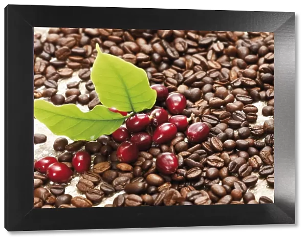 Red coffee berries (Coffea arabica) on a bed of coffee beans with coffee leaves