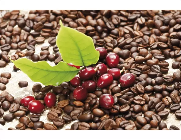 Red coffee berries (Coffea arabica) on a bed of coffee beans with coffee leaves