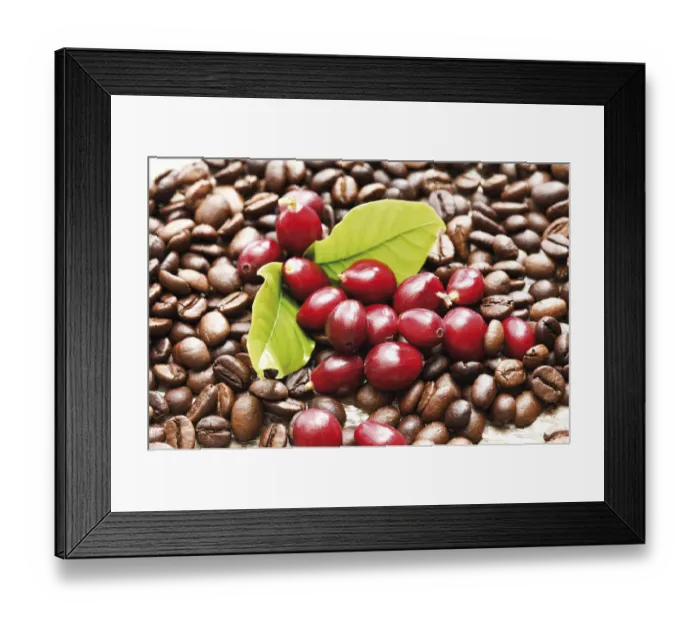 Framed Print : Red coffee berries (Coffea arabica) on a bed of coffee beans with coffee leaves Framed Print : Red coffee berries (Coffea arabica) on a bed of coffee beans with coffee leaves