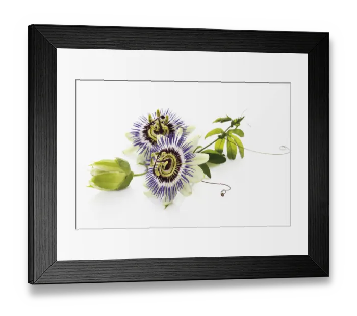 Framed Print : Passion flower (Passifloraceae), with tendrils and leaves Framed Print : Passion flower (Passifloraceae), with tendrils and leaves