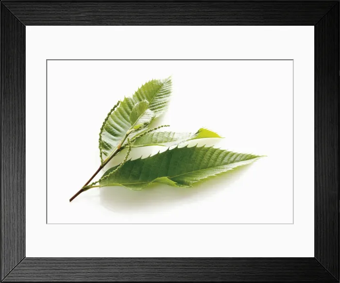Framed Print : Chestnut (Castanea sativa), leaves and seeds Framed Print : Chestnut (Castanea sativa), leaves and seeds