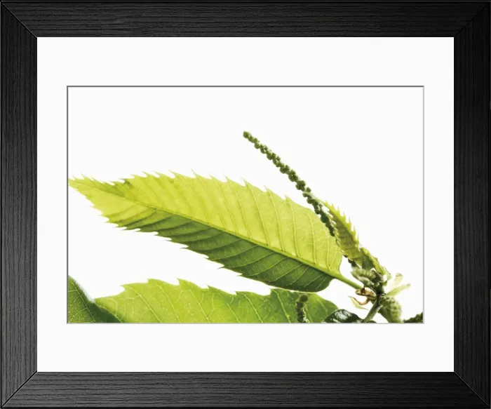 Framed Print : Chestnut (Castanea sativa), leaves and seeds Framed Print : Chestnut (Castanea sativa), leaves and seeds