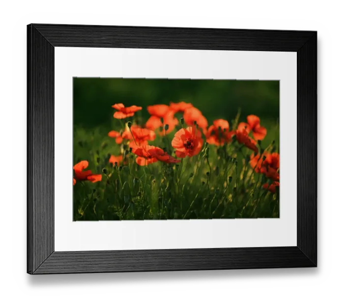 Framed Print : Corn Poppy (Papaver rhoeas), Plateau de Valensole, Provence, France, Europe Framed Print : Corn Poppy (Papaver rhoeas), Plateau de Valensole, Provence, France, Europe