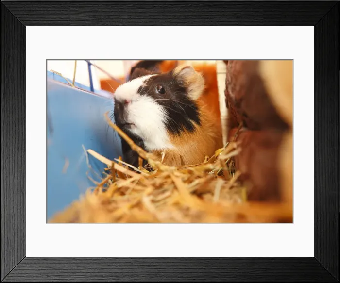 Framed Print : Guinea pig Framed Print : Guinea pig