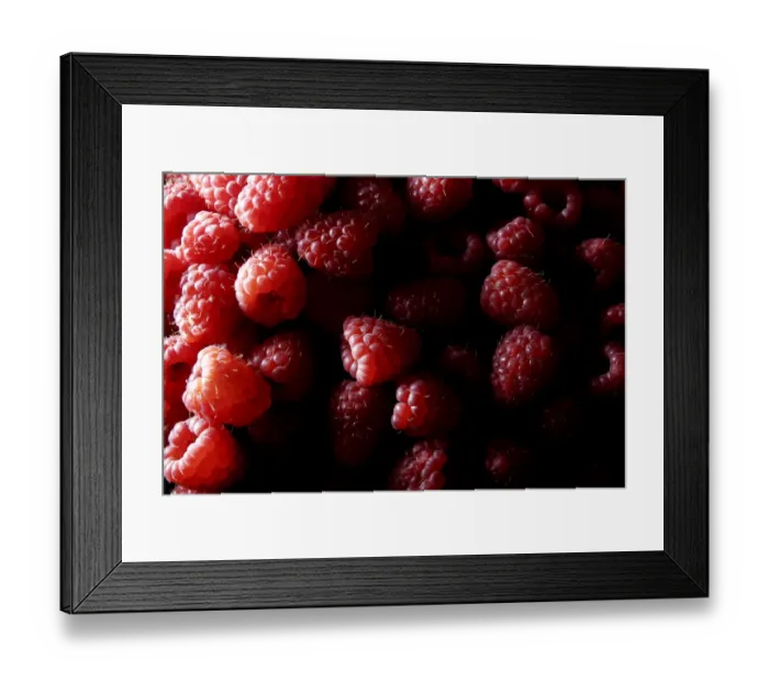 Framed Print : Raspberries (Rubus idaeus) Framed Print : Raspberries (Rubus idaeus)