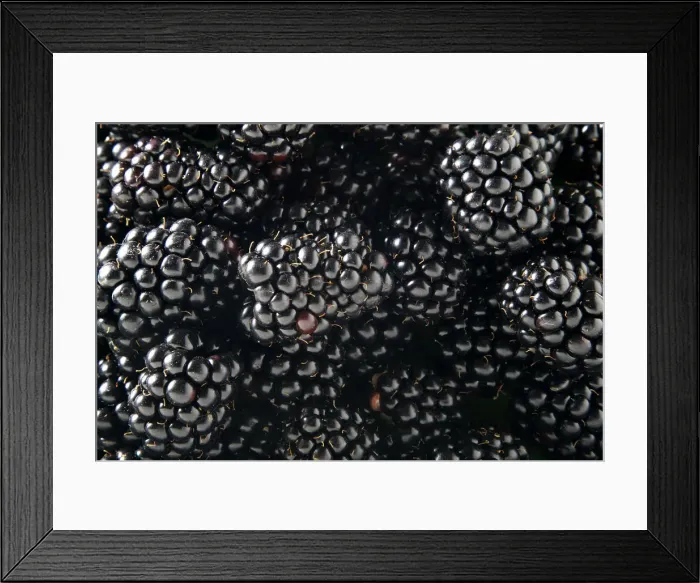 Framed Print : Blackberries (Rubus sectio Rubus) Framed Print : Blackberries (Rubus sectio Rubus)