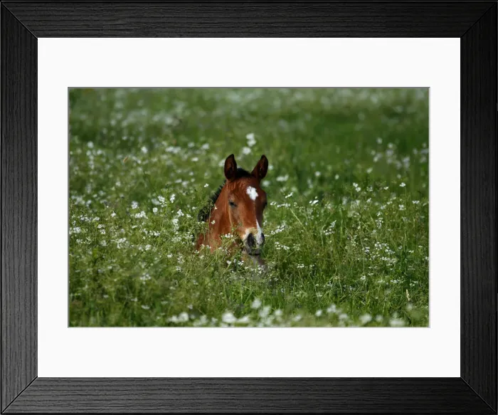 Framed Print : Foal on a pasture Framed Print : Foal on a pasture