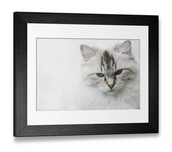 Framed Print : Cat, domestic cat, portrait Framed Print : Cat, domestic cat, portrait