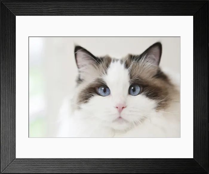 Framed Print : Cat, portrait Framed Print : Cat, portrait