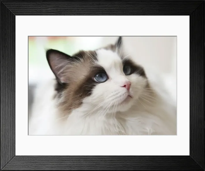 Framed Print : Cat, portrait Framed Print : Cat, portrait