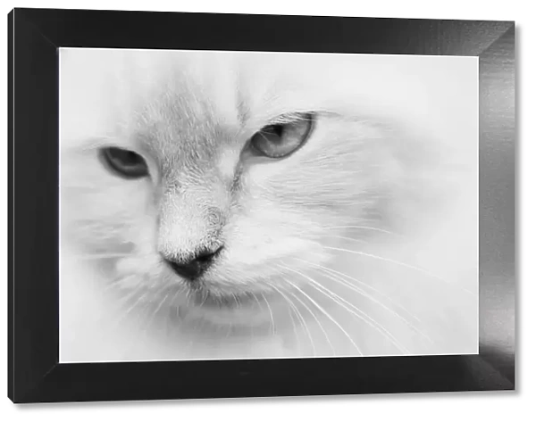 White cat, portrait