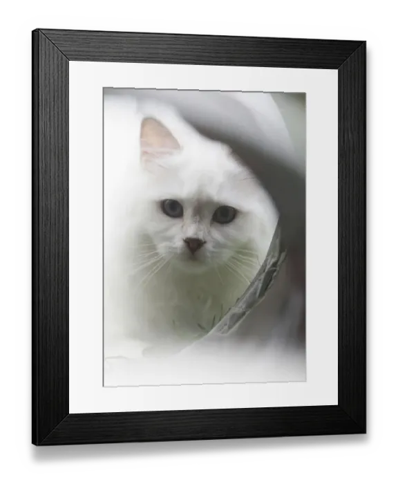 Framed Print : White cat in front of a tube