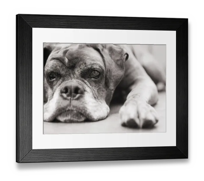 Framed Print : Dog, boxer, boxer, lying Framed Print : Dog, boxer, boxer, lying