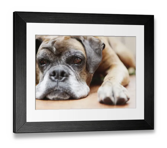 Framed Print : Dog, brown, boxer, lying Framed Print : Dog, brown, boxer, lying