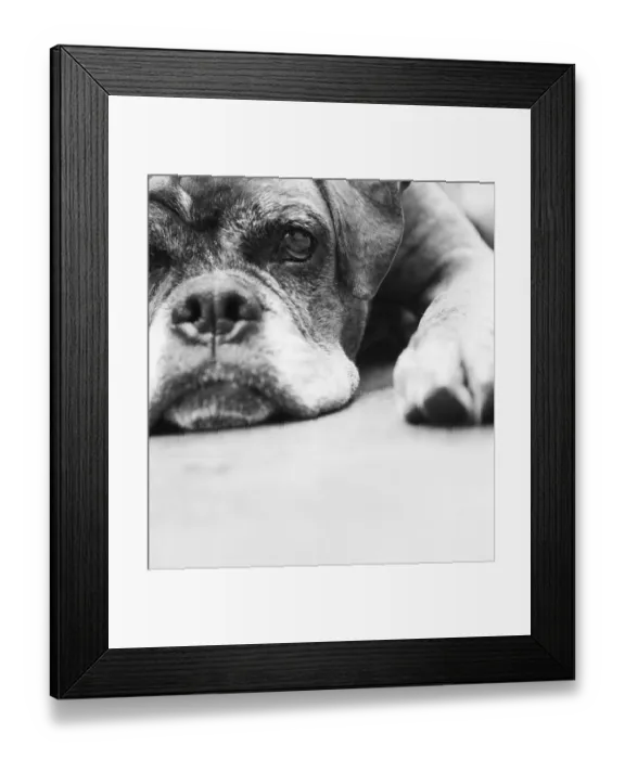 Framed Print : Dog, boxer, lying