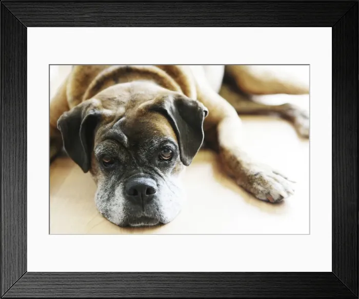 Framed Print : Dog, brown, boxer, lying Framed Print : Dog, brown, boxer, lying