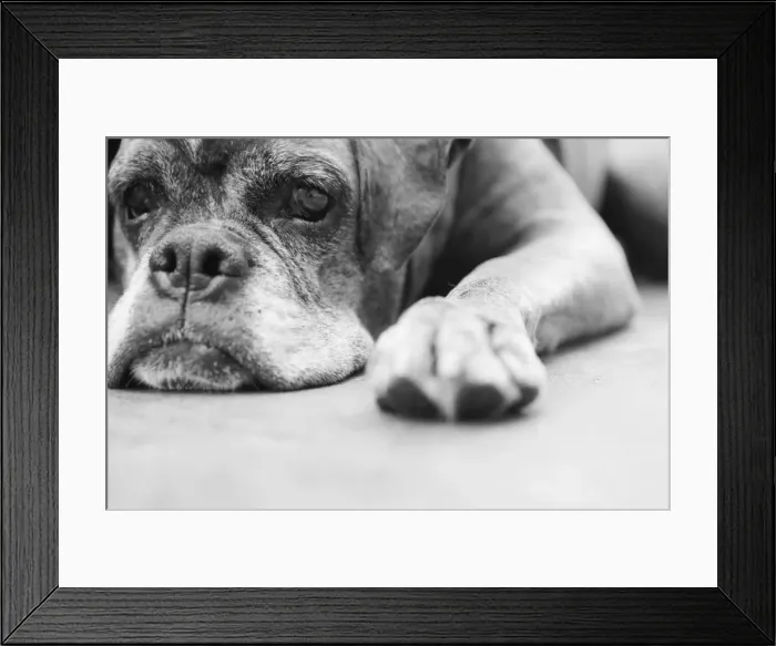 Framed Print : Dog, brown, boxer, lying Framed Print : Dog, brown, boxer, lying
