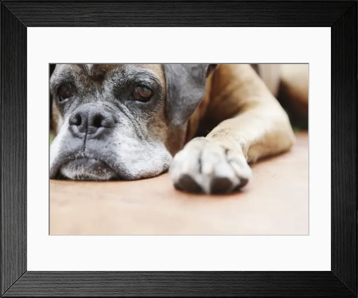 Framed Print : Dog, brown, boxer, lying Framed Print : Dog, brown, boxer, lying