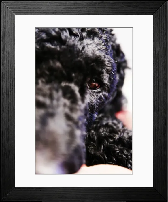 Framed Print : Poodle, portrait Framed Print : Poodle, portrait